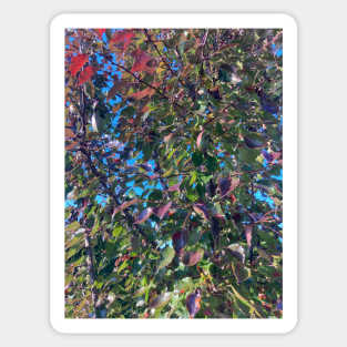 Early Autumn Pear Tree Sticker